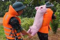 Loạt ảnh đáng yêu mùa bão, khi những chú lợn cũng được sơ tán