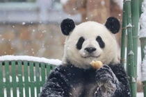 Chú gấu trúc có khả năng chữa lành vết thương lòng cho mọi người