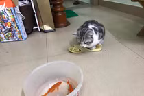 Netizen bật cười trước ảnh mèo “lưu manh” canh cá chép ngày ông Táo