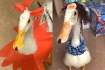 Chú vịt Hải Phòng nổi đình đám MXH với gu thời trang đỏm dáng