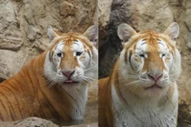 Chú sư tử “mắt một mí” gây sốt MXH với gương mặt “thất thần“