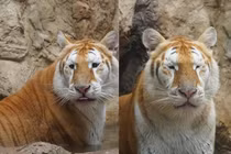 Chú sư tử “mắt một mí” gây sốt MXH với gương mặt “thất thần“