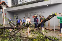 Netizen tiếc nuối “cây mít an toàn nhất Việt Nam” đổ vì bão Yagi