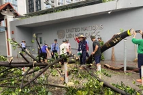 Netizen tiếc nuối “cây mít an toàn nhất Việt Nam” đổ vì bão Yagi