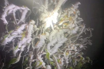 Fansipan đẹp siêu thực trong ngày băng giá hớp hồn du khách