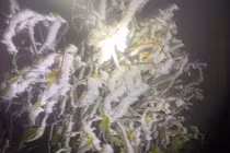 Fansipan đẹp siêu thực trong ngày băng giá hớp hồn du khách