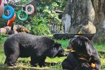 Cặp gấu đen tình tứ ở Thảo Cầm Viên khiến du khách thích thú