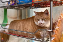 Mèo cam 12kg nổi khắp MXH được mệnh danh “cậu cả tiệm tạp hóa”