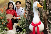 Ảnh cưới đặc biệt cặp đôi chụp cùng chú vịt nổi khắp châu Á