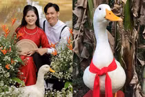 Ảnh cưới đặc biệt cặp đôi chụp cùng chú vịt nổi khắp châu Á