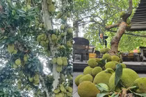 Cận cảnh cây mít “vỡ kế hoạch”, quả chi chít từ gốc đến ngọn