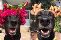 Cười ngất với loạt ảnh cún cưng được con sen lên đồ đón Tết