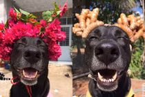 Cười ngất với loạt ảnh cún cưng được con sen lên đồ đón Tết