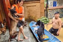 Tan chảy trước loạt ảnh giải cứu động vật mùa lũ