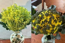 Chị em rủ nhau cắm hoa súp lơ, thành quả đẹp không tưởng