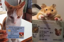 Netizen truyền tay nhau ảnh căn cước cho pet cực đáng yêu