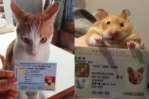 Netizen truyền tay nhau ảnh căn cước cho pet cực đáng yêu