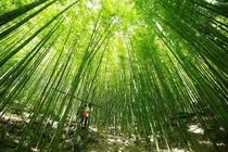 Đến Mù Cang Chải, check-in rừng trúc Nả Háng Tủa Chử