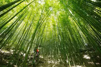 Đến Mù Cang Chải, check-in rừng trúc Nả Háng Tủa Chử