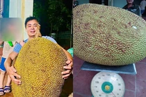 Quả mít hơn nửa tạ ở Thanh Hóa, nặng bằng 1 người lớn