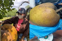 Xuất hiện quả mít nặng gần nửa tạ, gia chủ chia cho cả làng