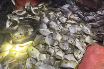 Cá dạt trắng bờ sau bão, người dân Quảng Ninh đổ xô ra nhặt