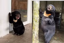 Chú gấu có cái tên độc lạ Noel ở Thảo Cầm Viên Sài Gòn