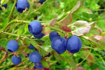 Bài thuốc từ lá việt quất chữa khỏi bách bệnh