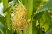 6 bài thuốc đơn giản từ râu ngô bạn nên biết