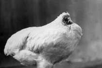 Chú gà bị chặt đầu vẫn sống được 18 tháng gây sửng sốt