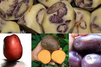 Sửng sốt những loại khoai tây kỳ dị nhất thế giới