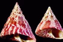 Món ngon từ ốc vú nàng 