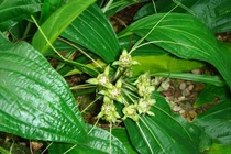 Bài thuốc chữa táo bón từ củ điền thất 