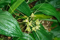 Bài thuốc chữa táo bón từ củ điền thất 