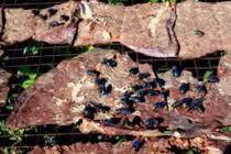 Những vụ thực phẩm bẩn chấn động như bánh trung thu Bảo Phương