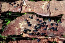 Những vụ thực phẩm bẩn chấn động như bánh trung thu Bảo Phương