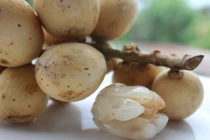 Khám phá công dụng chữa bệnh diệu kỳ của quả bòn bon