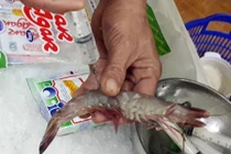Bóc mẽ trò bẩn bơm tạp chất vào tôm sú