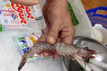 Bóc mẽ trò bẩn bơm tạp chất vào tôm sú