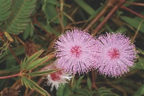 5 bài thuốc hay từ cây xấu hổ không nên bỏ qua