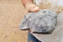 Thiên thạch 4,5 tỷ năm rơi ở Úc hé lộ nguồn gốc hệ Mặt Trời