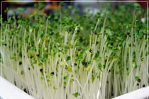 Thực phẩm nguy hiểm cho bà bầu (2)