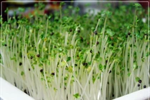 Thực phẩm nguy hiểm cho bà bầu (2)