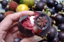 Bài thuốc từ vỏ quả măng cụt chữa nhiều bệnh bất ngờ