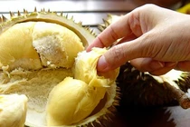 Hậu quả khủng khiếp khi ăn sầu riêng không đúng cách