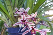 Công dụng chữa bệnh thần kỳ của các loại hoa lan