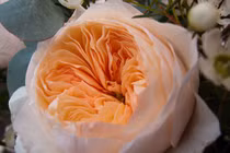 Hoa hồng đắt nhất thế giới giá gần 100 tỷ đồng có gì hot?