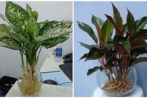 Loại cây may mắn mang tài lộc đến trong năm mới 