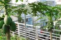 Cận cảnh vườn sân thượng quả trĩu cành của một gia đình HN