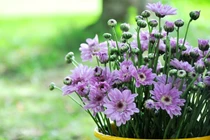 Loại hoa Tết nên trồng để thải độc không khí, ngừa bệnh tật